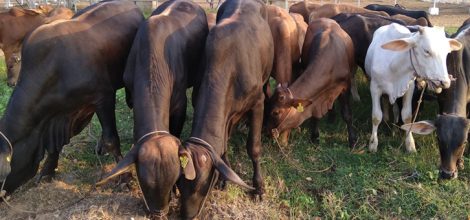 Beef Cattle Farmings