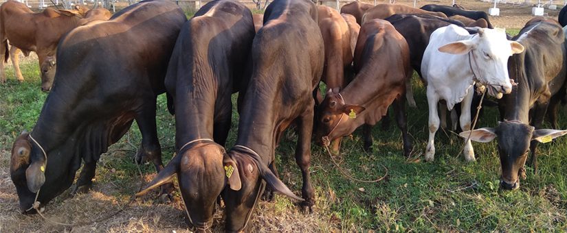 Beef Cattle Farmings